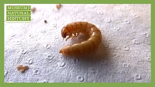 The Mealworm - A Lifecycle