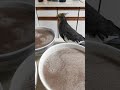 Cockatiel drinking porridge 2