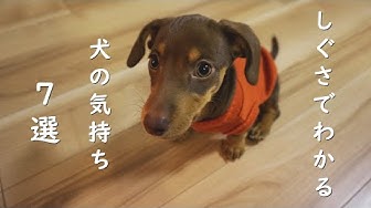 犬の気持ち Youtube