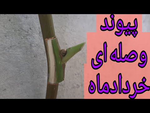 تصویری: نحوه پیوند ماهی