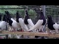 Ustad muhammad  naeem bahi kabootar pigeons