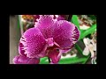 Редкие сортовые орхидеи в Ашане 30 января 2021 г.  Попугай, Поттер, Биг липы... Чудо завоз!)))