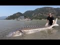 Catch and Cook Sturgeon!!! How to catch giant sturgeon --