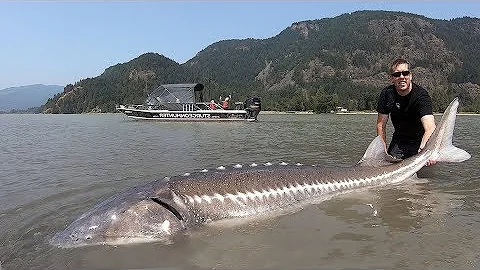 Catch and Cook Sturgeon!!! How to catch giant sturgeon --