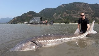 Catch and Cook Sturgeon!!! How to catch giant sturgeon