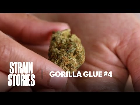 Gorilla Glue #4 (GG4): A Happy Accident | Strain Stories