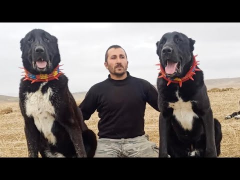 DEV SİYAH ANADOLU ÇOBAN KÖPEKLERİ VE AVŞAR ÇOBANLAR