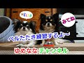 チワワのゆめなな コールベル練習  出会いから５日間 / 呼鈴 卓上ベル カウンターベル dog ベル チワワ ちわわ Chihuahua