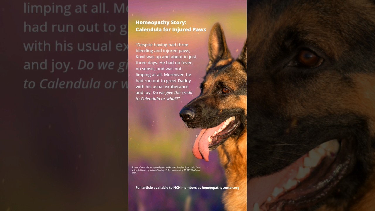 Don't forget this remedy for injured paws! 