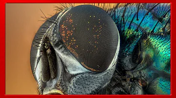 ¿Qué insecto no tiene ojos?