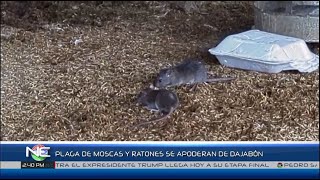 Plaga de moscas y ratones se apoderan de Dajabón | Noticentro