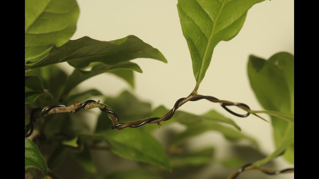 老鴉柿 ロウヤガキ の育て方 キミのミニ盆栽びより