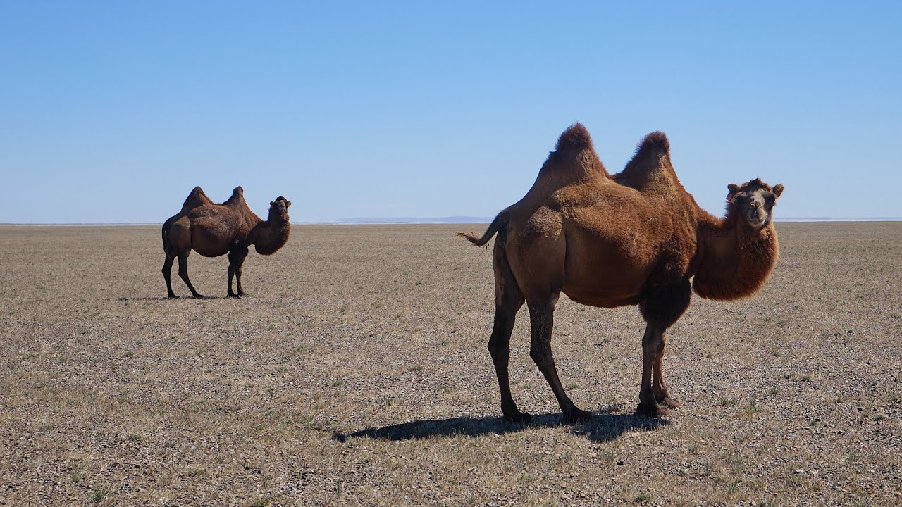 Обзор Shineray XY200 «Mustang-5» — в Монголии