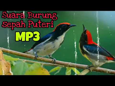 Suara Pancing Burung Cabean Merah Burung Cabai Merah Sepah Puteri Chirp Of Birds Youtube