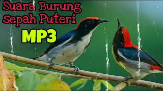 Suara Pancing Burung Cabean merah | Burung Cabai Merah | Sepah Puteri | Chirp of Birds