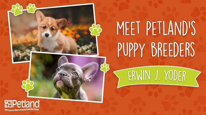 Everything Puppies - Petland Breeder Vlog Erwin J ...