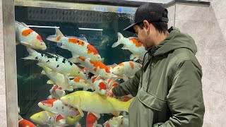 Monster Koi - Sakai Fish Farm - Koi Water Barn Monster Koi - Sakai Fish Farm - Koi Water Barn