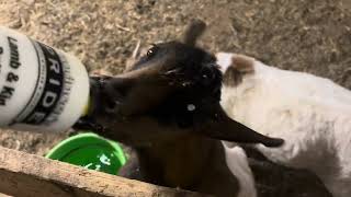 Bottle feeding Zander (Bonus video)