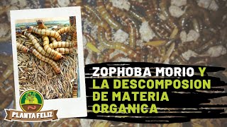 Zophoba Morio y su papel en la descomposición de descartes orgánicos