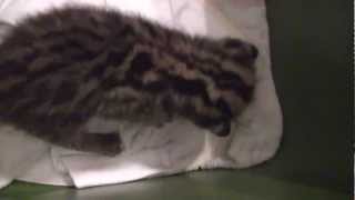 Asian Leopard Cat Cubs 2 weeks old by JupiterDockandSeawall Begley 4,064 views 11 years ago 3 minutes, 2 seconds