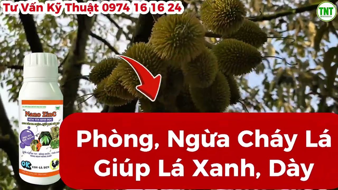Vườn Sầu Riêng ở Phong Điền Cần Thơ Tăng Cường Tỉa Trái Bỏ Bớt Để Giảm Áp Lực Cho Cây
