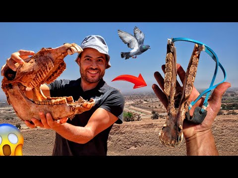 صنع نبلة أو الجباد من جمجمة حمار نافق