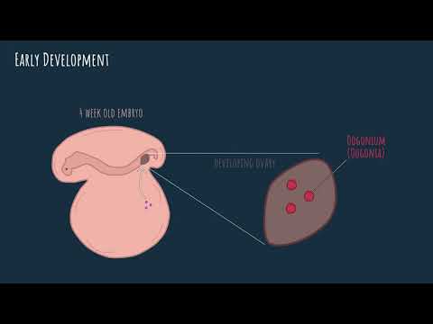 Oogenesis -  embryonic development