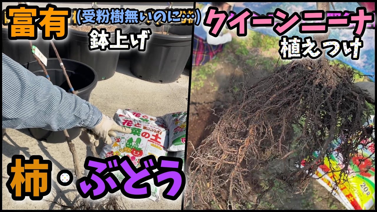 【ぶどう🍇柿】🍊柑橘も！？クイーンニーナの仮定植と甘柿富有鉢上げ(雄なしｗ)したった【121回目】佐賀県吉野ヶ里町でシャインマスカットなど果樹栽培日誌