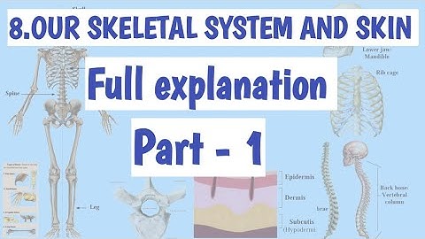 8.Our skeletal system and skin | Part 1| Science| Class 6| Full explanation|