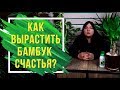 Как вырастить бамбук счастья у себя дома 🍀 Драцена Сандера домашние растения