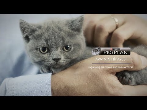 Purina Pro Plan® Yavru Kedi Mamasını Keşfedin