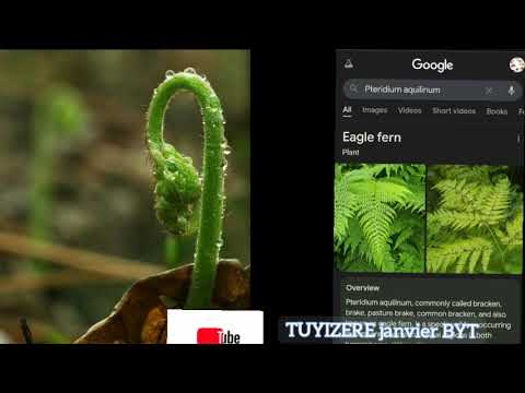 Gitera Gufata Mumutwe Iki Kimera Urakizi Dore Ibyo Kivura