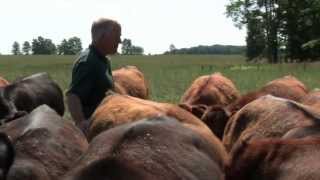 MSU studies the future of beef cattle grazing at Lake City Research Center