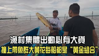 Download Lagu 漁村集體出動必有大貨，撞上帶魚群大黃花每船都是 “黃金組合”#阿牛愛捕魚  #戶外 #趕海 #捕魚 MP3