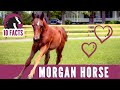 10 fascinating facts about the morgan horse