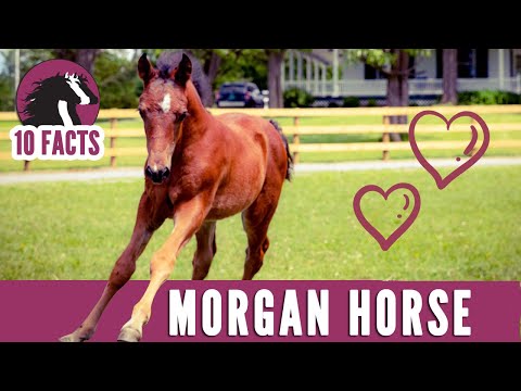 Video: Rocky Mountain Horse