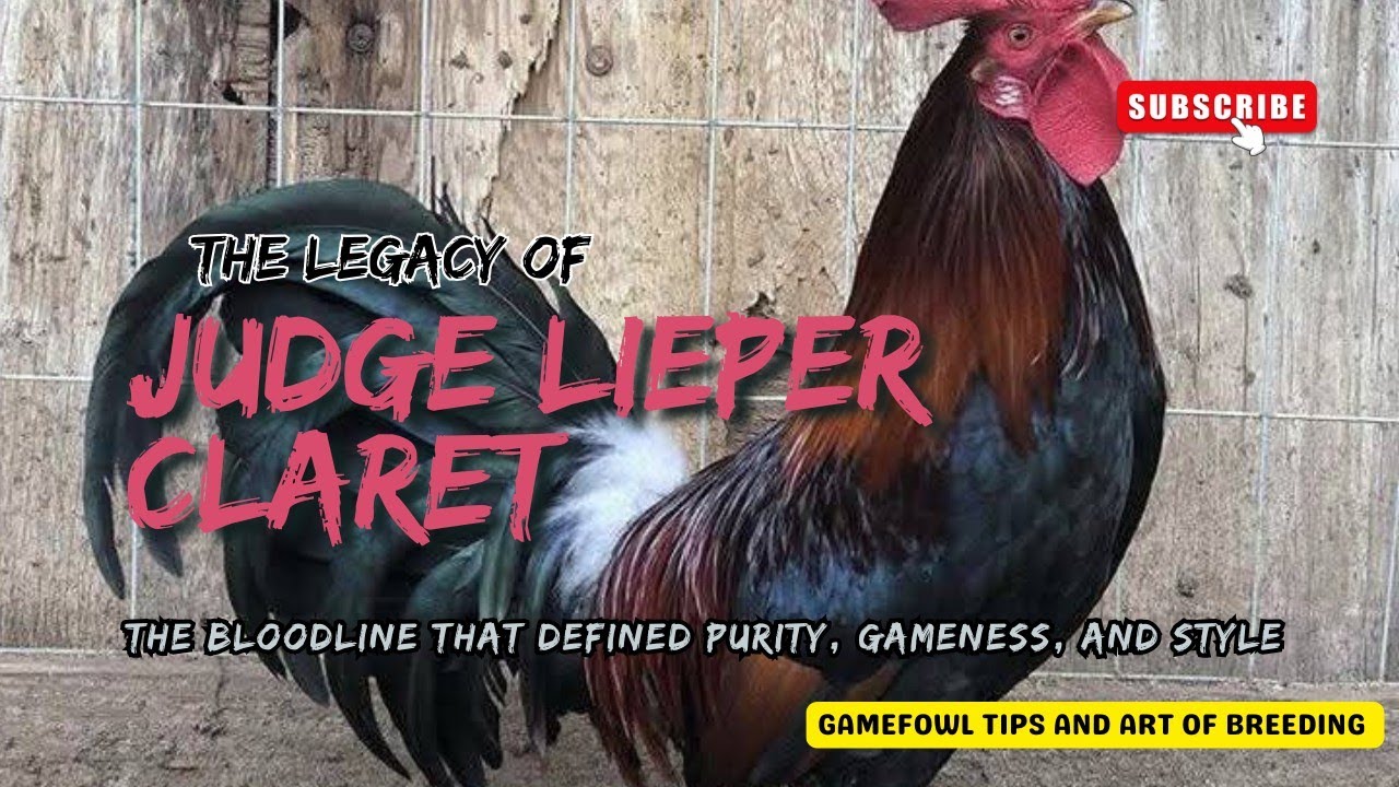 Judge Leiper Claret Legacy – The Bloodline That Defined Purity, Gameness, and Style