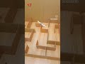 Parrot Maze