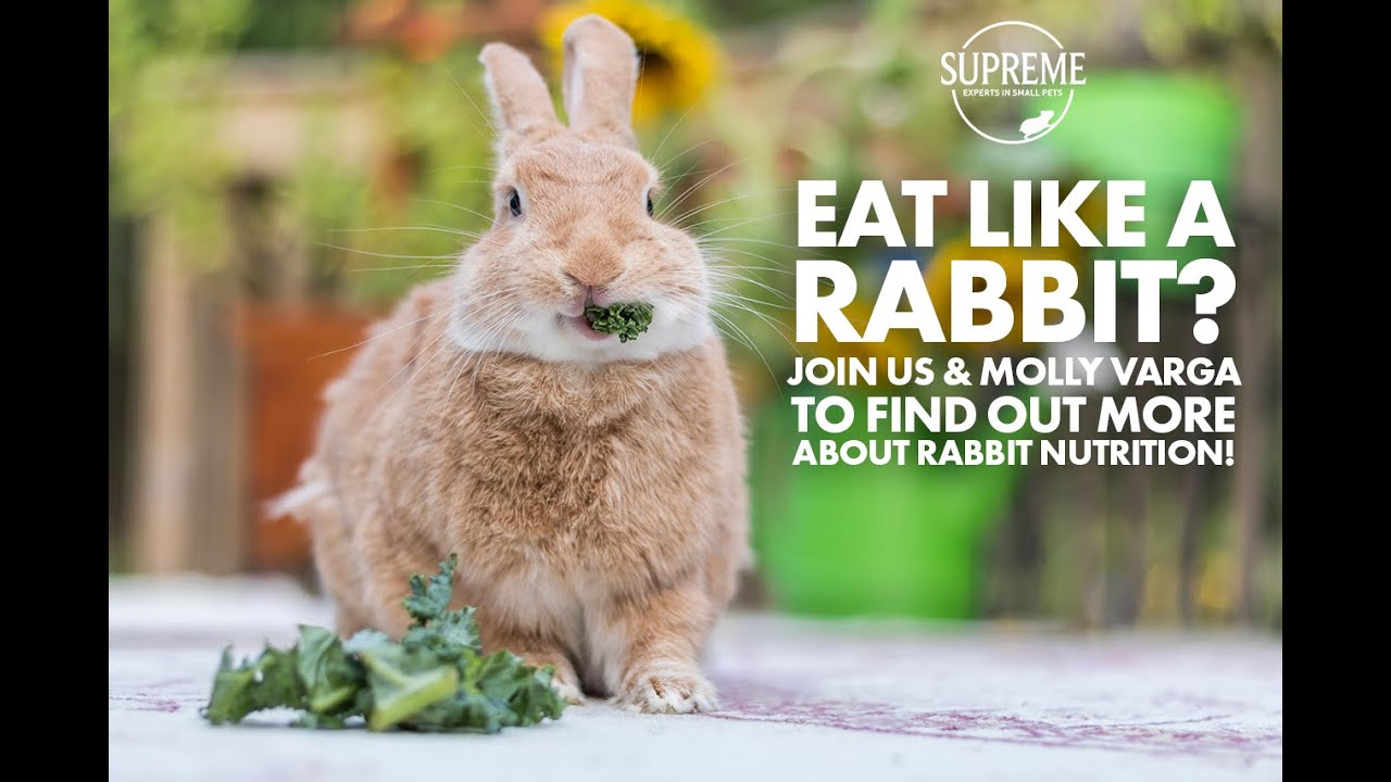 Eating like a Rabbit - Rabbit Nutrition Webinar with Veterinary Advisor ...