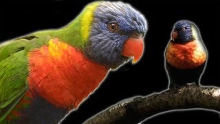 Lorikeets: Nature's Weirdest Tongue in Slow Motion | The Travel Edit