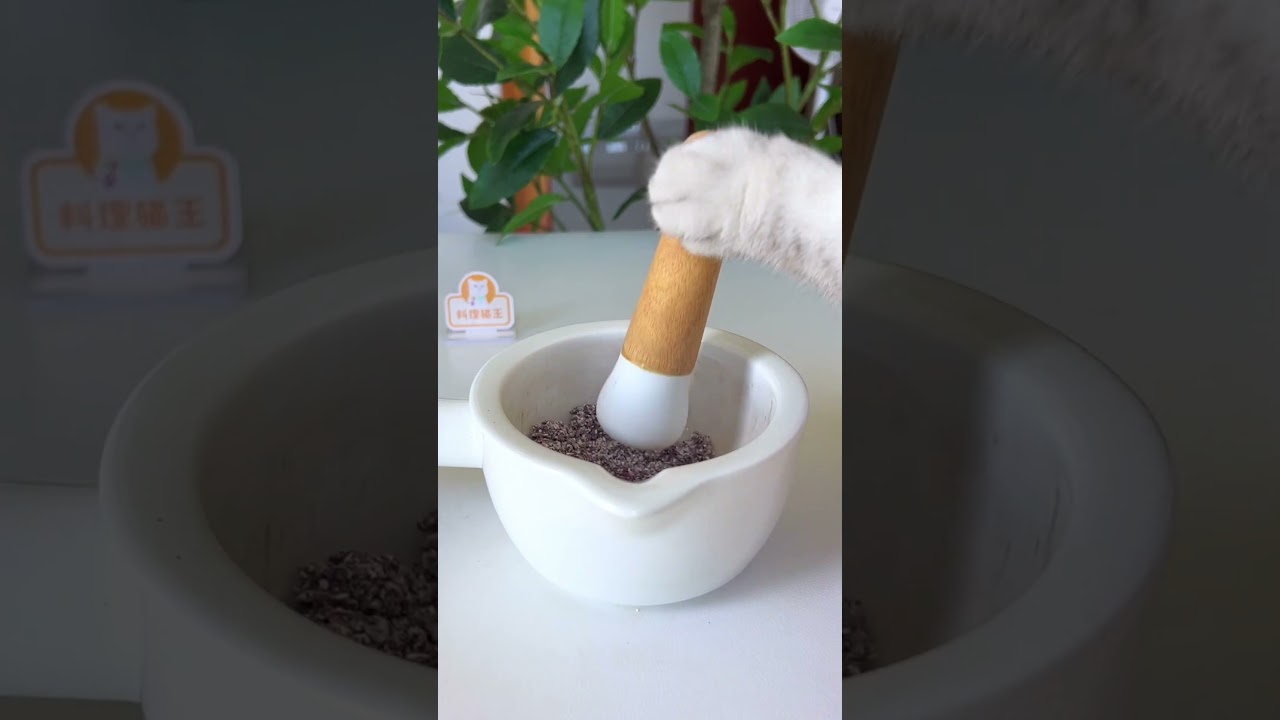 ⁣How To Create Lipstick Paper With Cocoons And Cochineals?👄 #chefcat #catsofyoutube #tiktok #Shorts