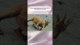 зачем горные козлы лезут на дамбу