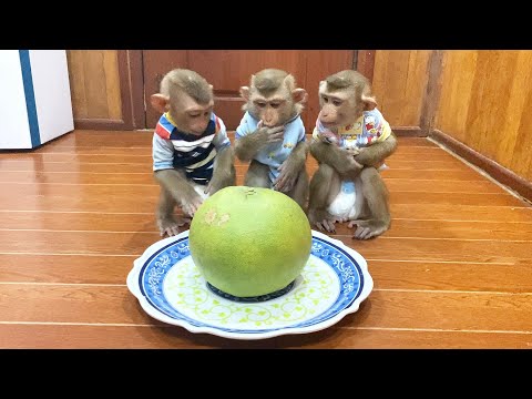 Judee, Jaila & Flloyd SiIently Sit For Their Grapefruit Snack