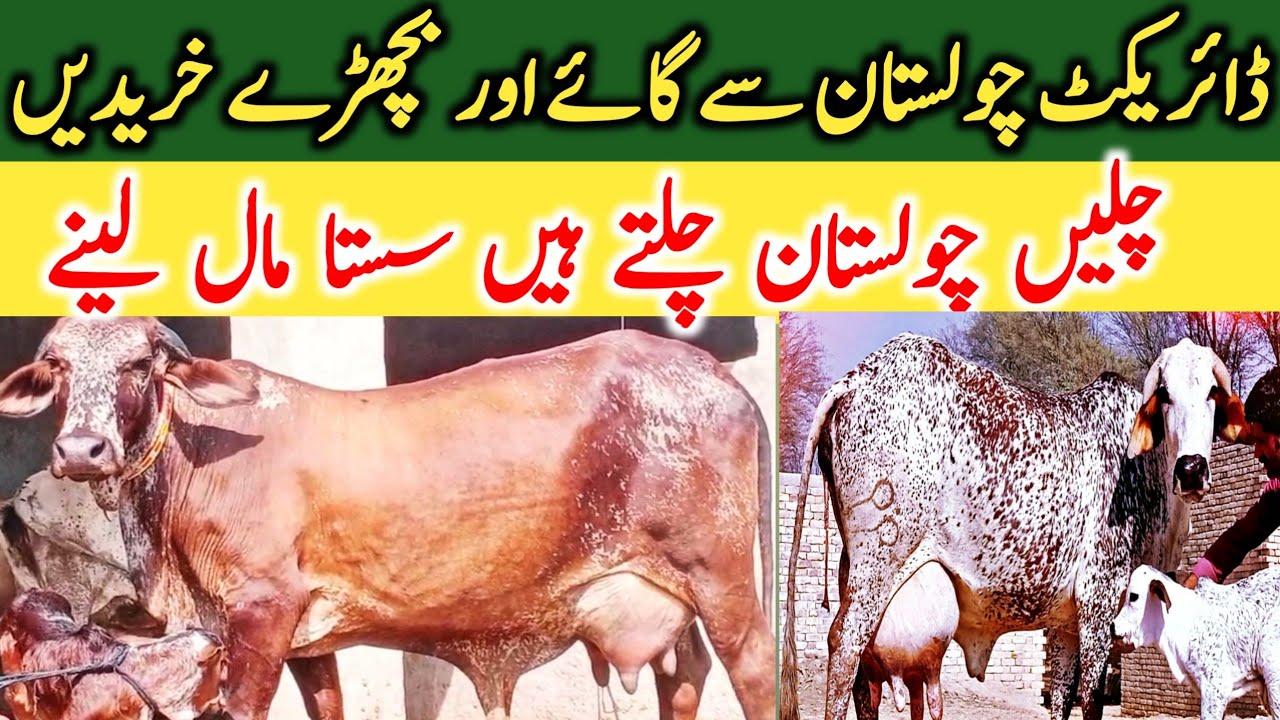 Pure Cholistani Cow And Bachre From Cholistan Desert || Global Village Farming