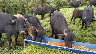 Búfalos en tierra fría comiendo zanahoria