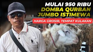 Harga Domba Qurban Jumbo, Mulai 950 Ribu