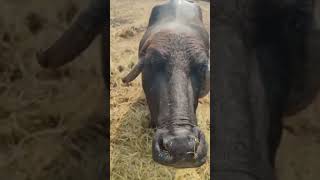Dairy Farming Business Pakistan #shorts #ytshorts #pakistanidairy #business #farmingbusiness