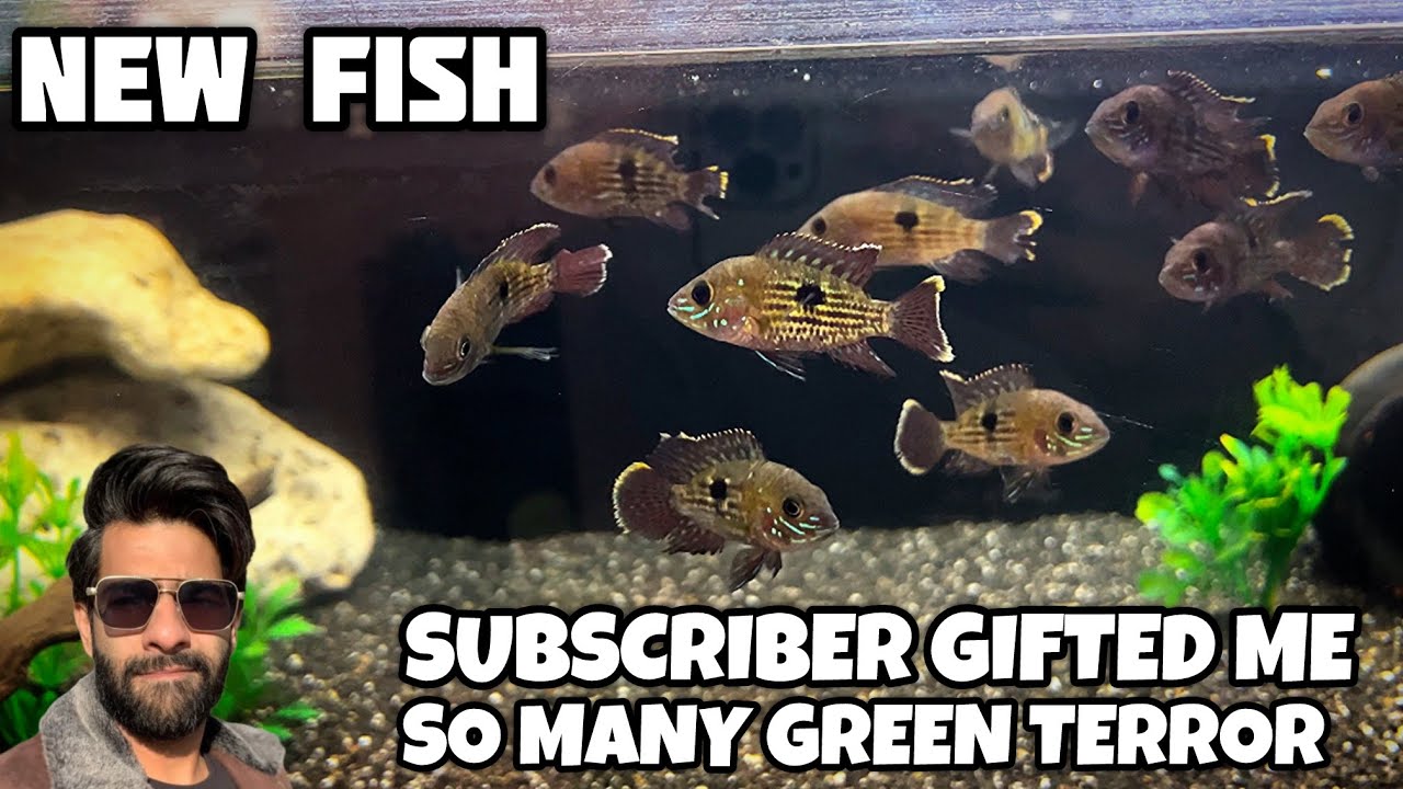 New Fish - Subscriber Gifted Me So Many GREEN TERROR Fish - Imran's World