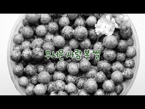 이상한사람 본 썰/ 시액/시리즈액괴/액시/액괴시리즈/소규모/소시액/소규모 시리즈액괴/썰풀기