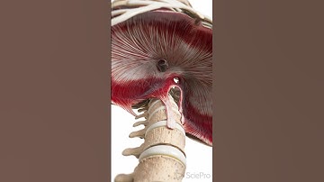 🌬️ The Diaphragm: Your Body’s Primary Breathing Muscle 🌬️ #anatomy